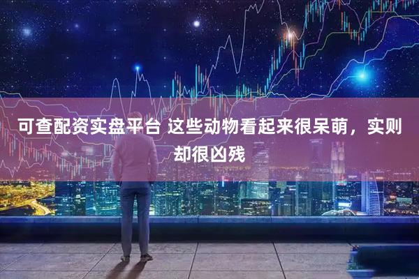 可查配资实盘平台 这些动物看起来很呆萌，实则却很凶残