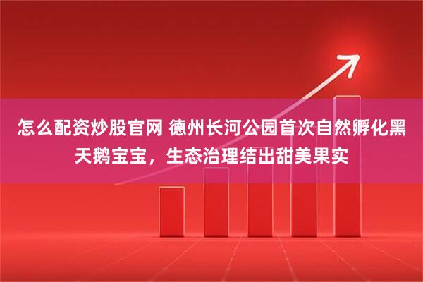 怎么配资炒股官网 德州长河公园首次自然孵化黑天鹅宝宝，生态治理结出甜美果实